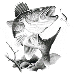 WALLEYE 07347SA2.gif